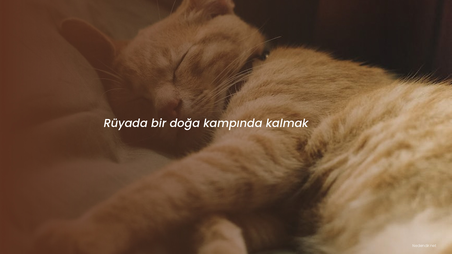 Rüyada bir doğa kampında kalmak