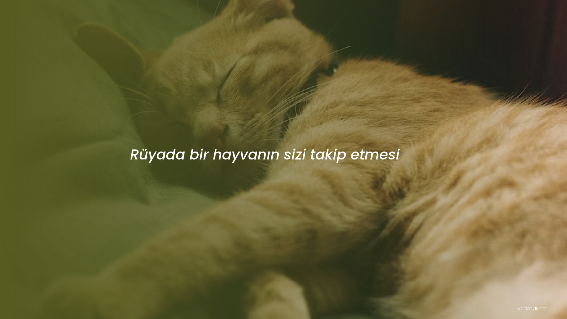 Rüyada bir hayvanın sizi takip etmesi