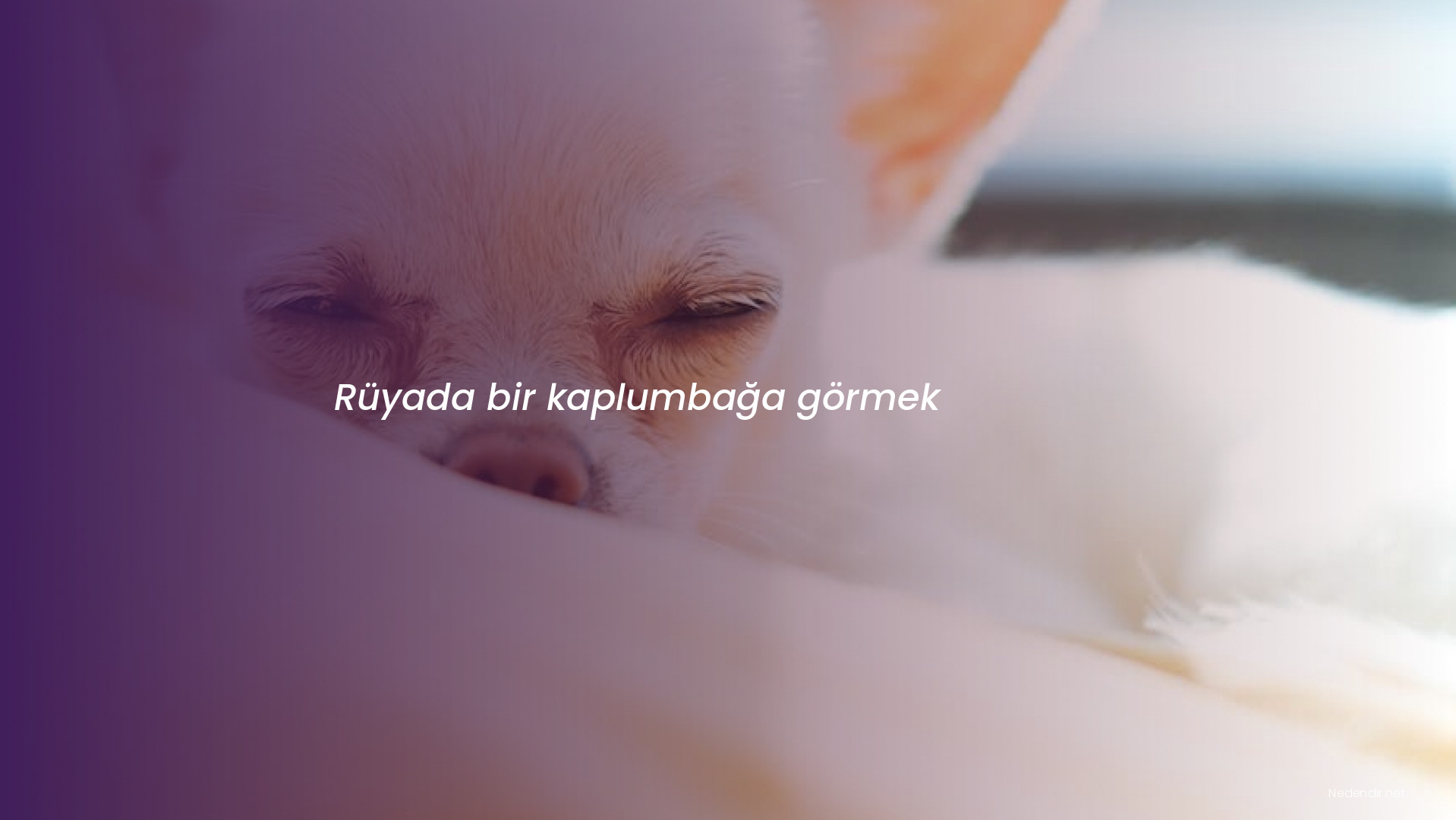 Rüyada bir kaplumbağa görmek