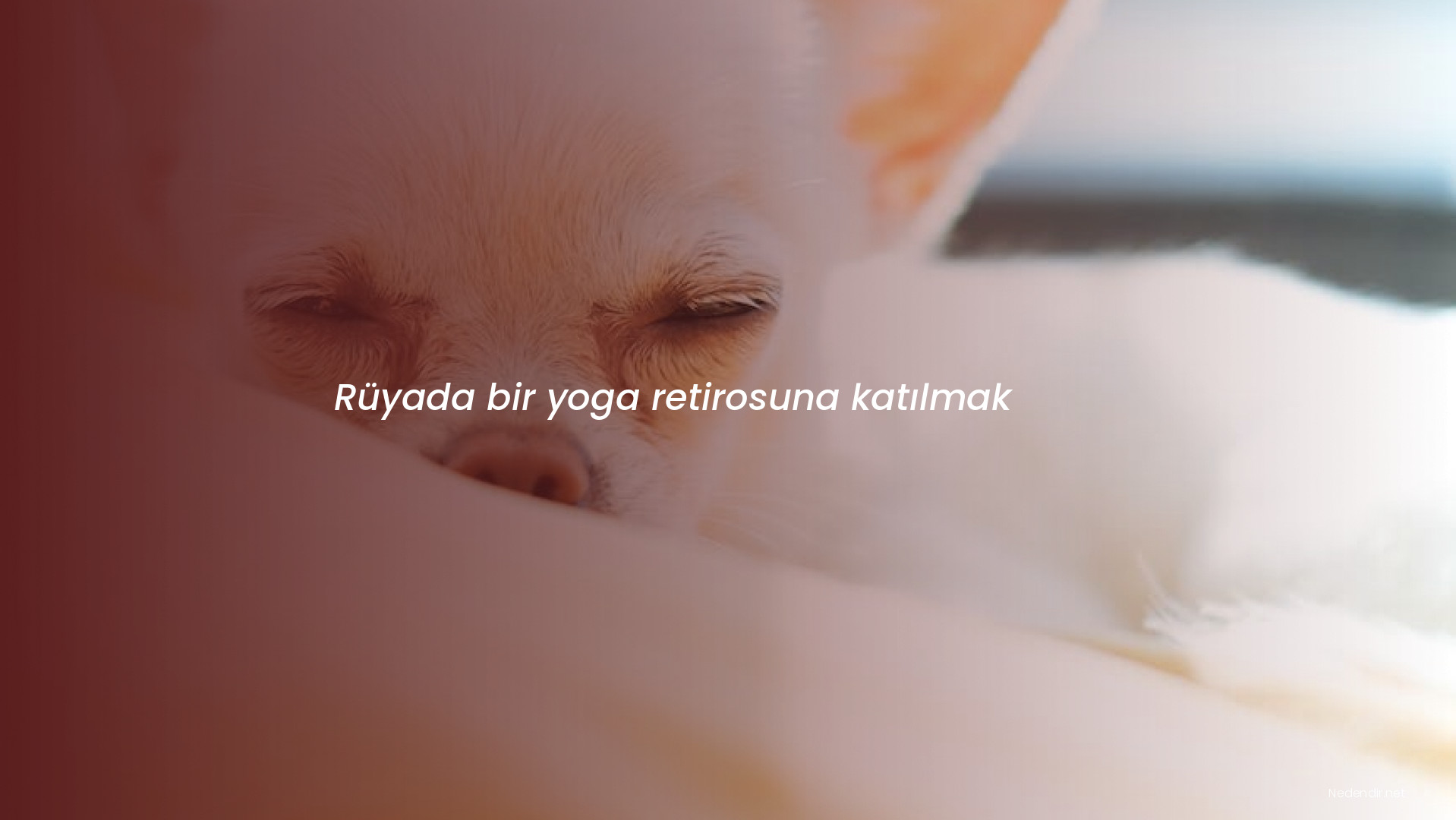 Rüyada bir yoga retirosuna katılmak