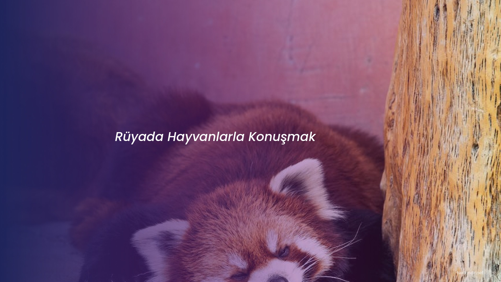 Rüyada Hayvanlarla Konuşmak Rüyada Hayvanlarla Konuşmak