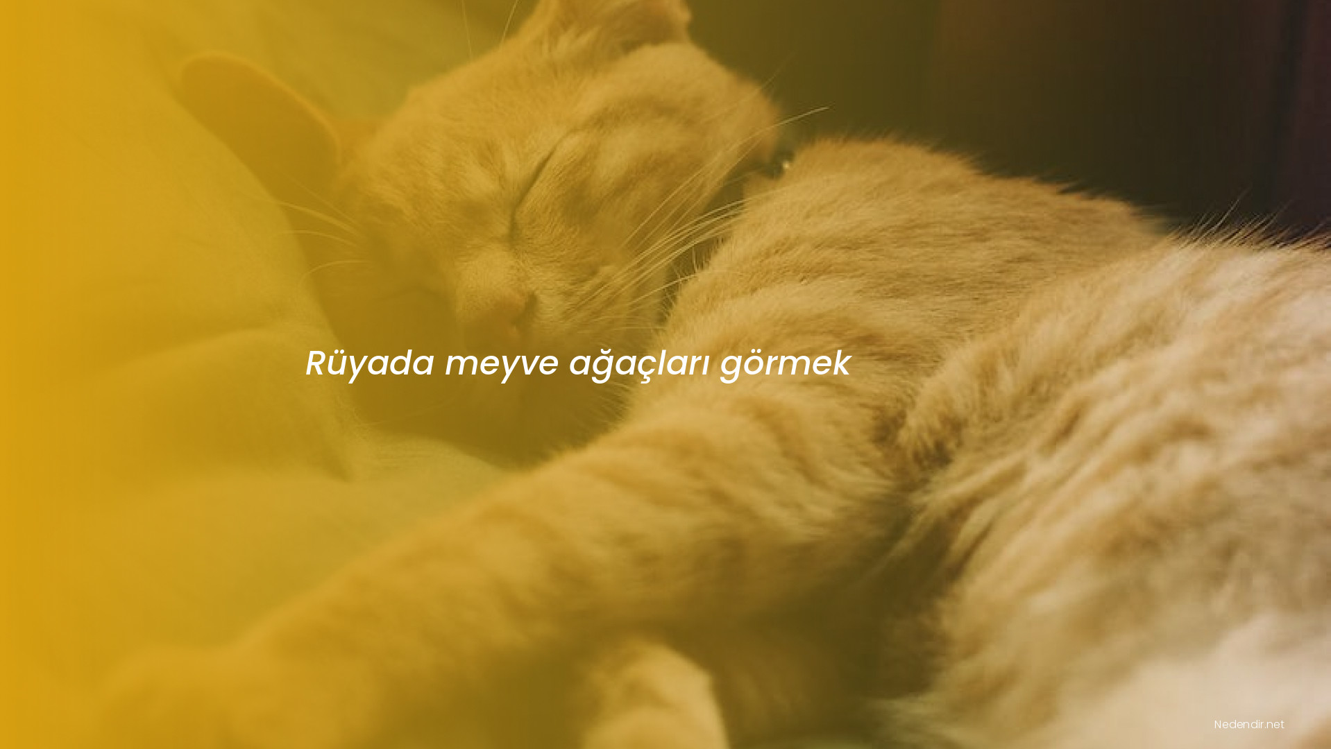 Rüyada meyve ağaçları görmek