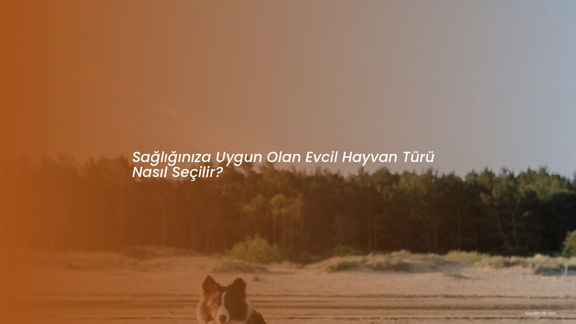 Sağlığınıza Uygun Olan Evcil Hayvan Türü Nasıl Seçilir?