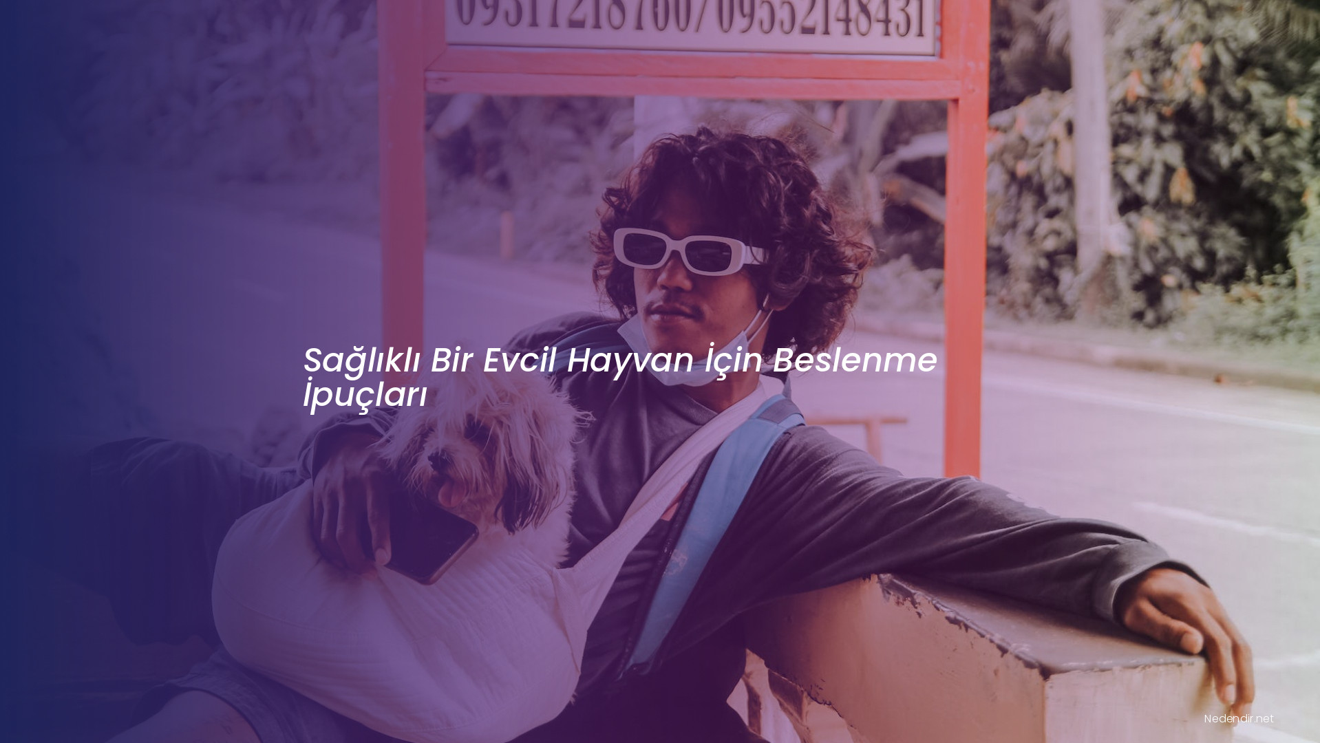 Sağlıklı Bir Evcil Hayvan İçin Beslenme İpuçları