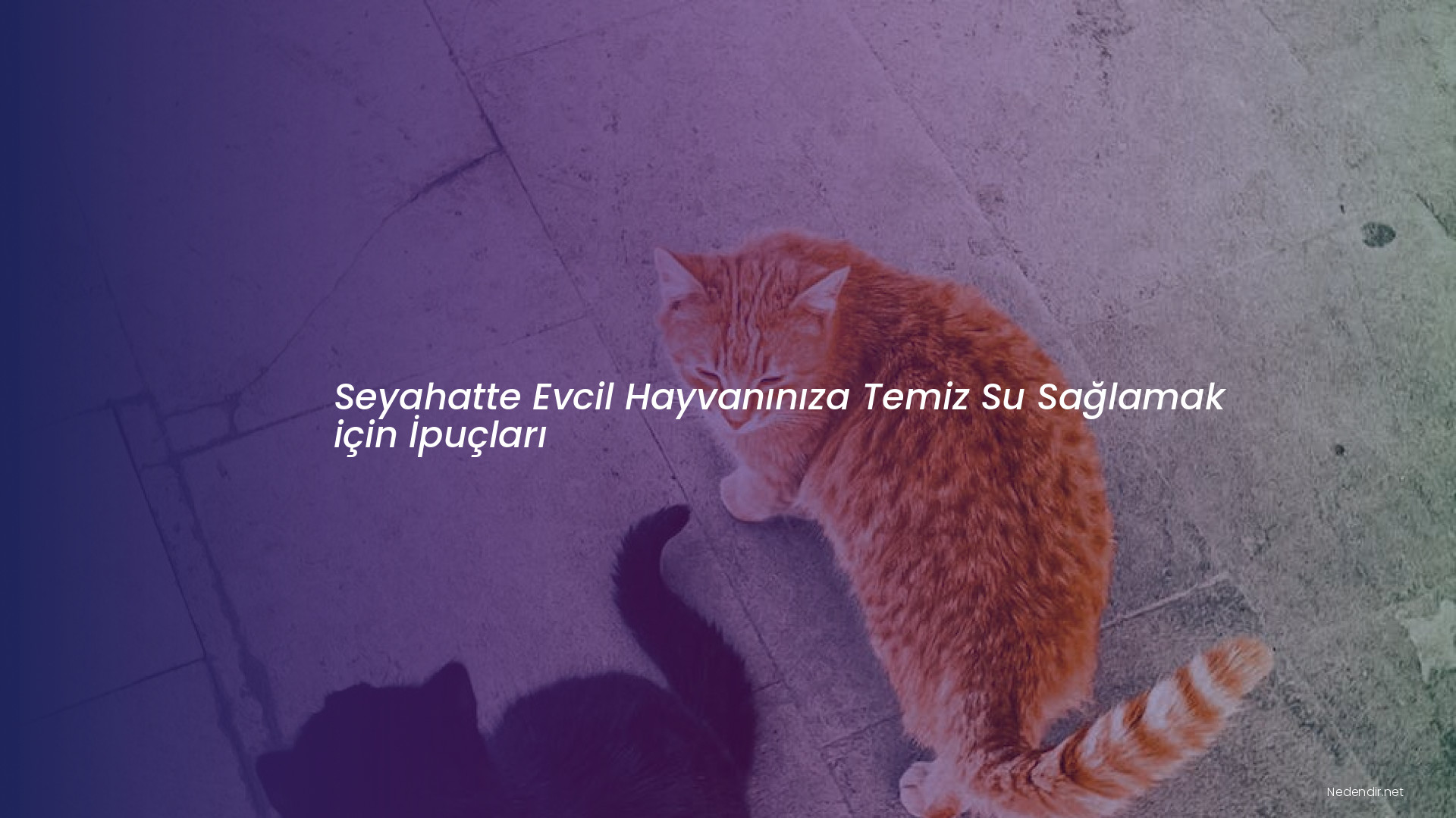 Seyahatte Evcil Hayvanınıza Temiz Su Sağlamak için İpuçları