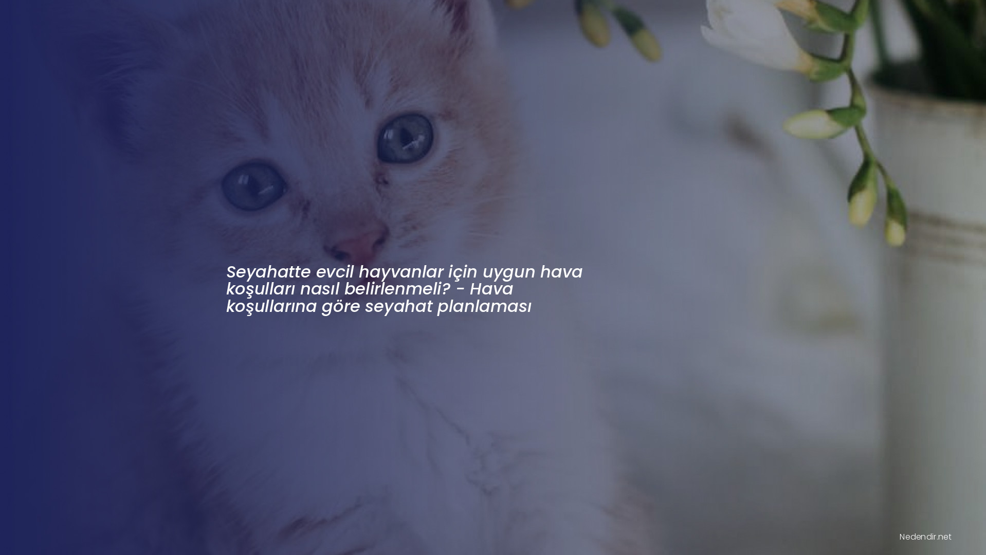 Seyahatte evcil hayvanlar için uygun hava koşulları nasıl belirlenmeli? - Hava koşullarına göre seyahat planlaması