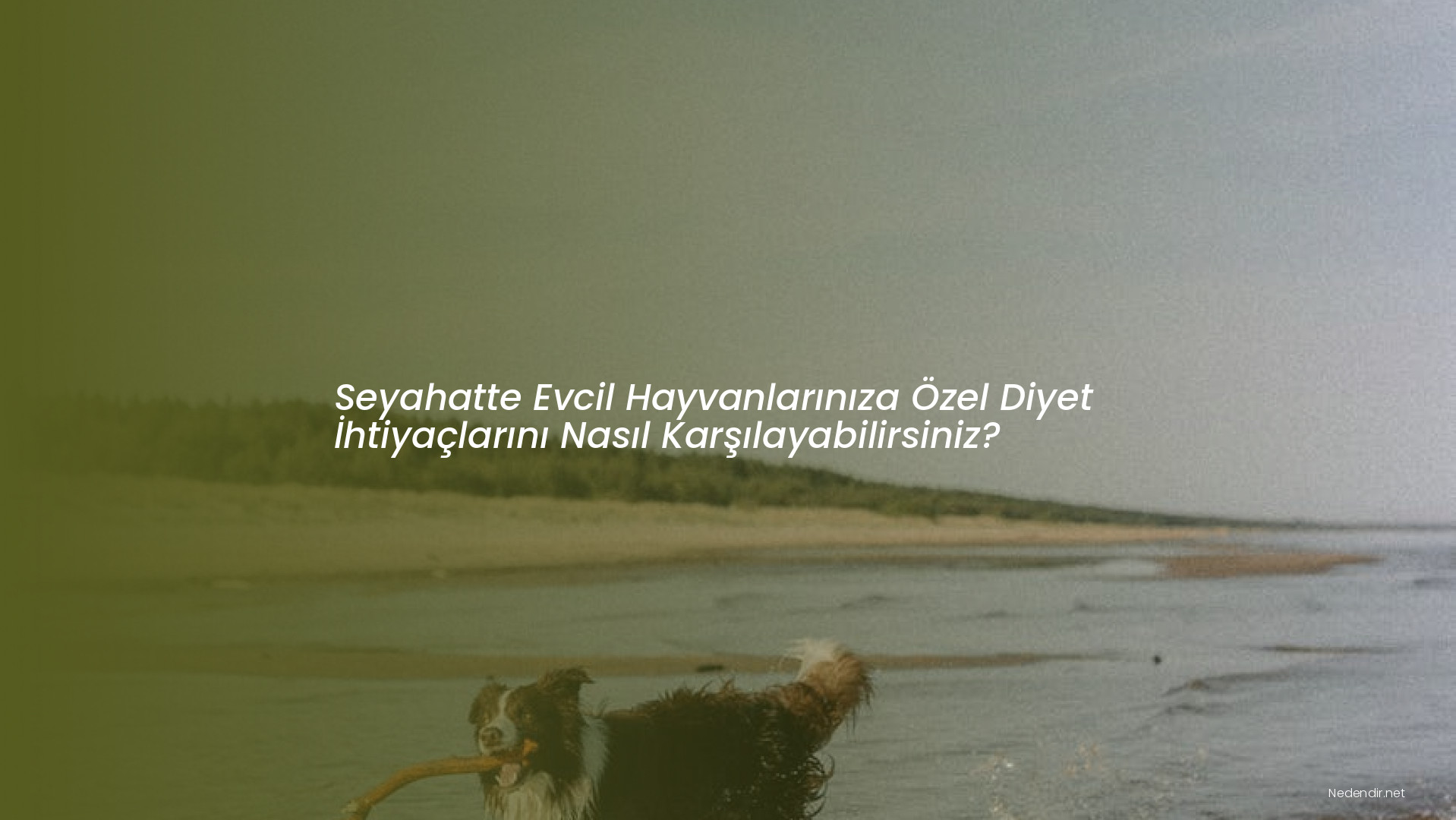 Seyahatte Evcil Hayvanlarınıza Özel Diyet İhtiyaçlarını Nasıl Karşılayabilirsiniz?