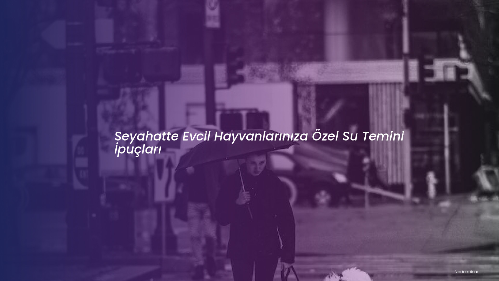 Seyahatte Evcil Hayvanlarınıza Özel Su Temini İpuçları