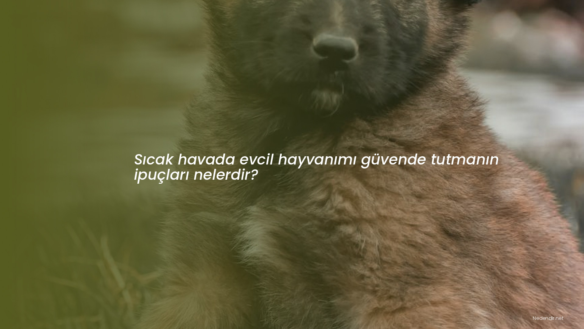 Sıcak havada evcil hayvanımı güvende tutmanın ipuçları nelerdir?