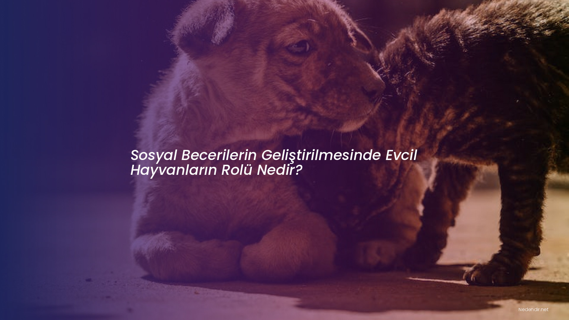 Sosyal Becerilerin Geliştirilmesinde Evcil Hayvanların Rolü Nedir?