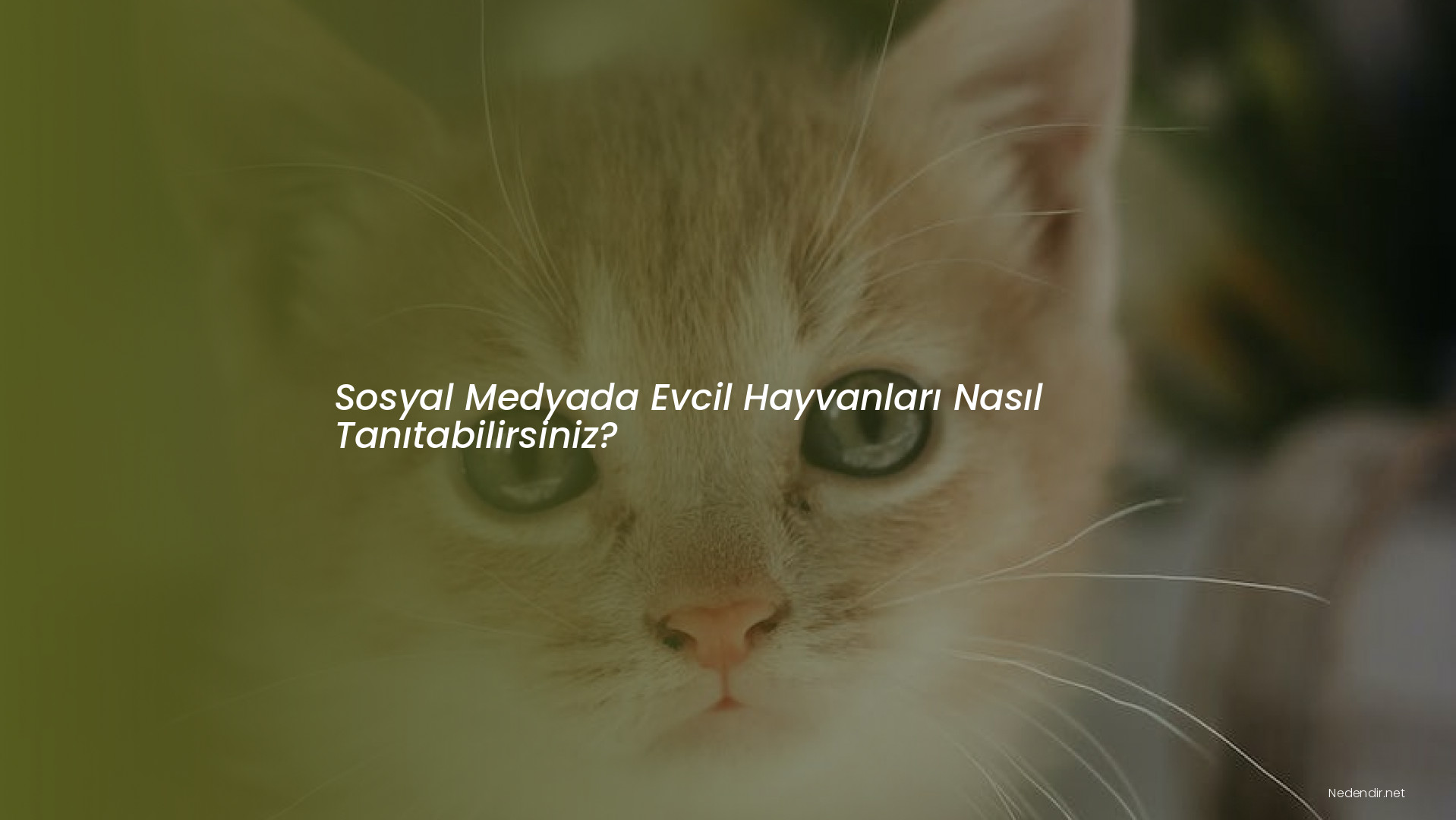 Sosyal Medyada Evcil Hayvanları Nasıl Tanıtabilirsiniz? Sosyal Medyada Evcil Hayvanları Nasıl Tanıtabilirsiniz?