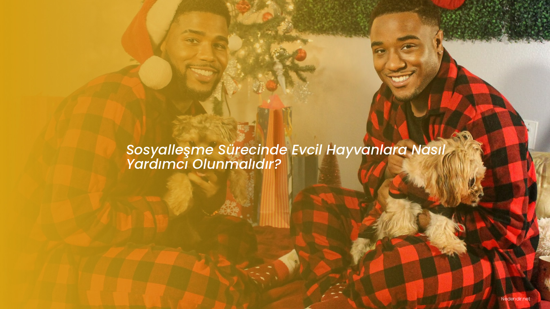 Sosyalleşme Sürecinde Evcil Hayvanlara Nasıl Yardımcı Olunmalıdır?