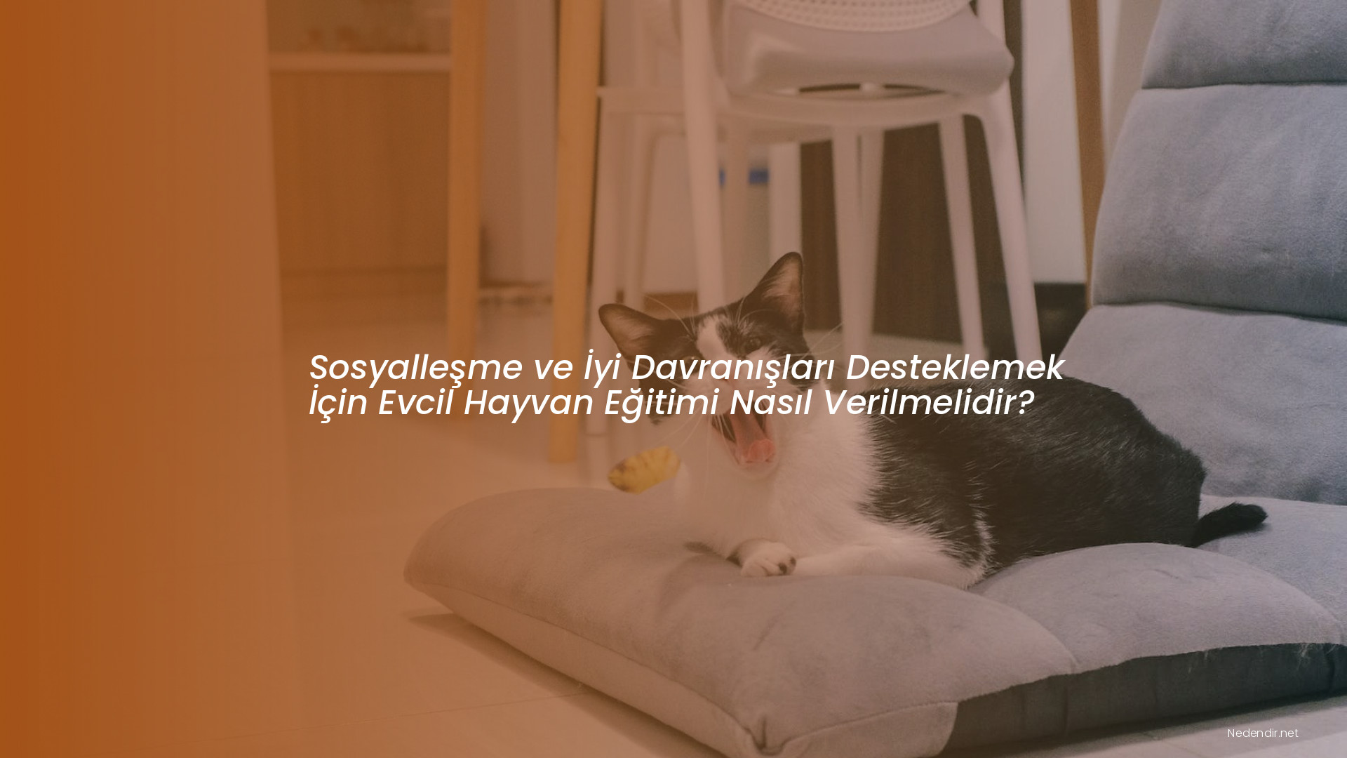 Sosyalleşme ve İyi Davranışları Desteklemek İçin Evcil Hayvan Eğitimi Nasıl Verilmelidir?