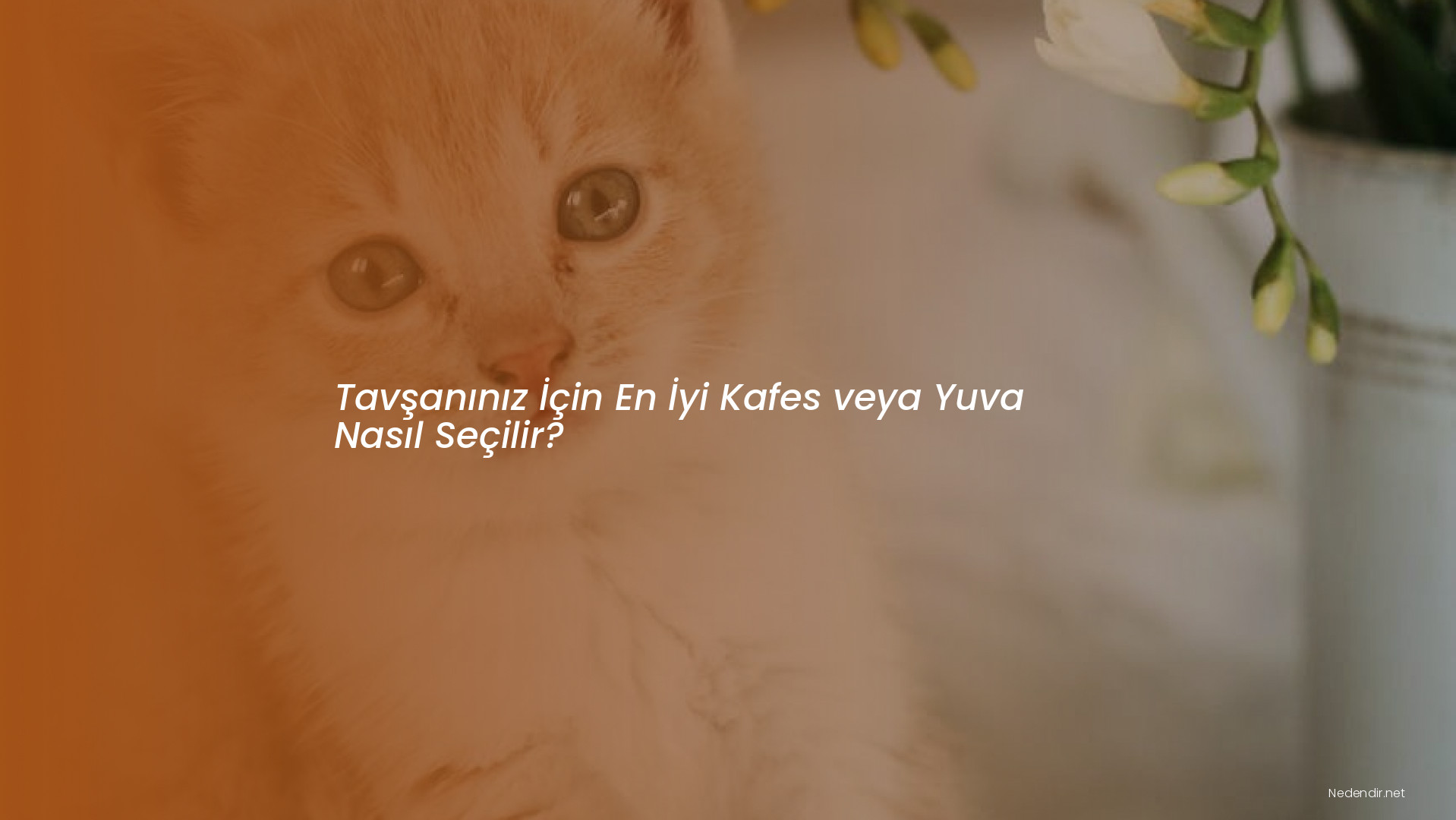 Tavşanınız İçin En İyi Kafes veya Yuva Nasıl Seçilir?