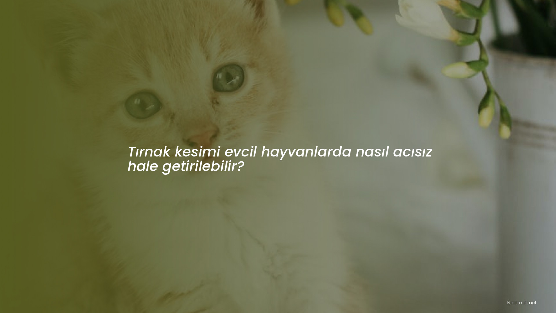 Tırnak kesimi evcil hayvanlarda nasıl acısız hale getirilebilir?