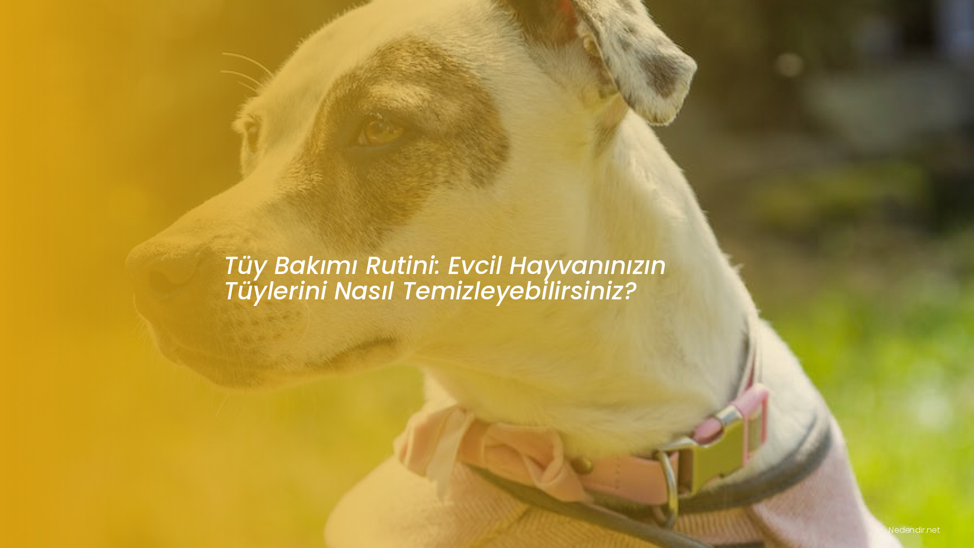 Tüy Bakımı Rutini: Evcil Hayvanınızın Tüylerini Nasıl Temizleyebilirsiniz?