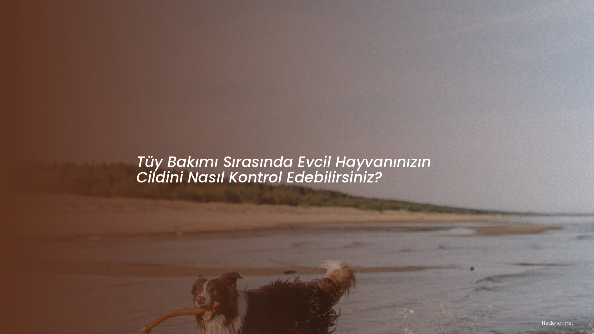 Tüy Bakımı Sırasında Evcil Hayvanınızın Cildini Nasıl Kontrol Edebilirsiniz?