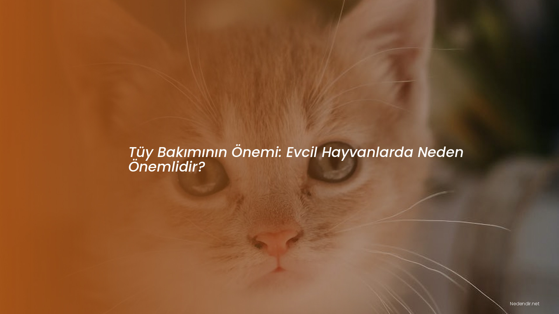 Tüy Bakımının Önemi: Evcil Hayvanlarda Neden Önemlidir?