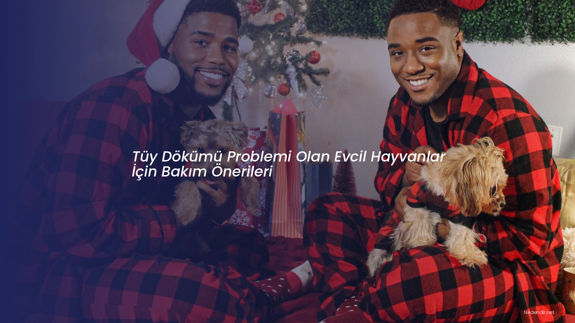 Tüy Dökümü Problemi Olan Evcil Hayvanlar İçin Bakım Önerileri