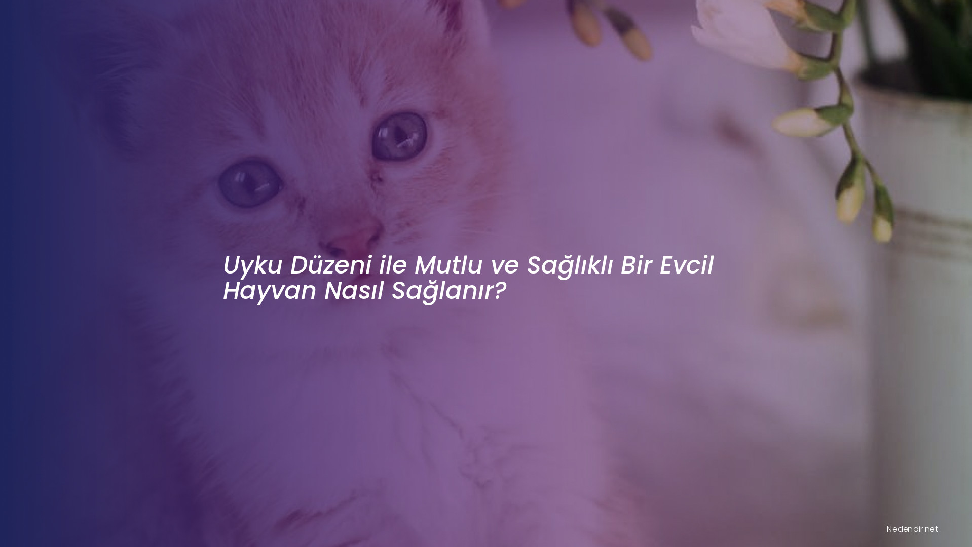 Uyku Düzeni ile Mutlu ve Sağlıklı Bir Evcil Hayvan Nasıl Sağlanır?