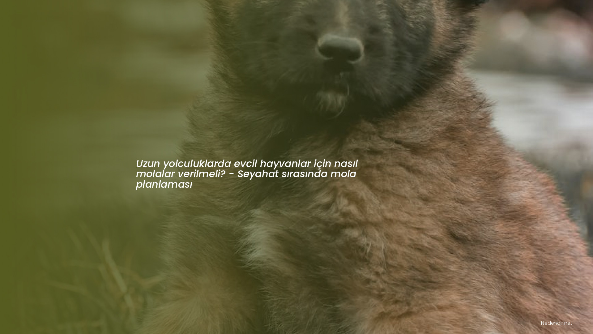 Uzun yolculuklarda evcil hayvanlar için nasıl molalar verilmeli? - Seyahat sırasında mola planlaması