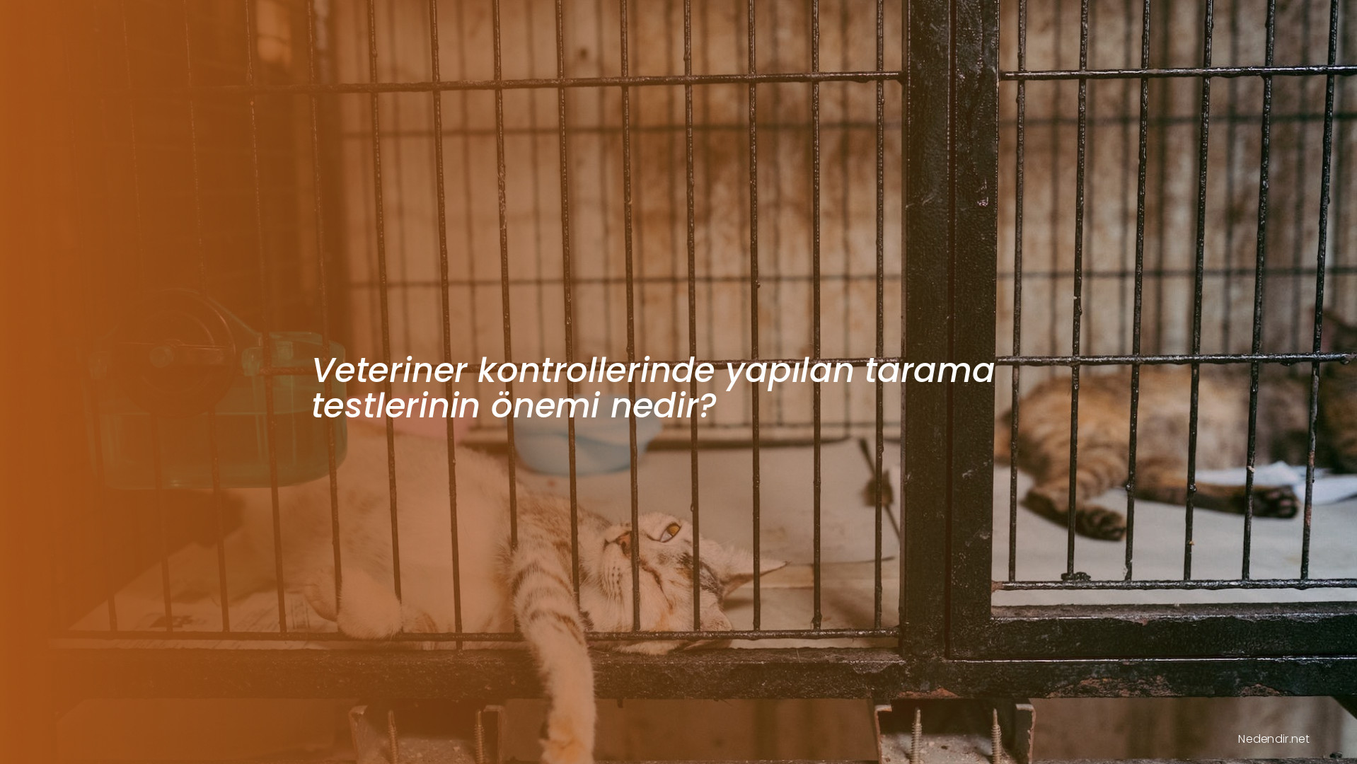 Veteriner kontrollerinde yapılan tarama testlerinin önemi nedir?