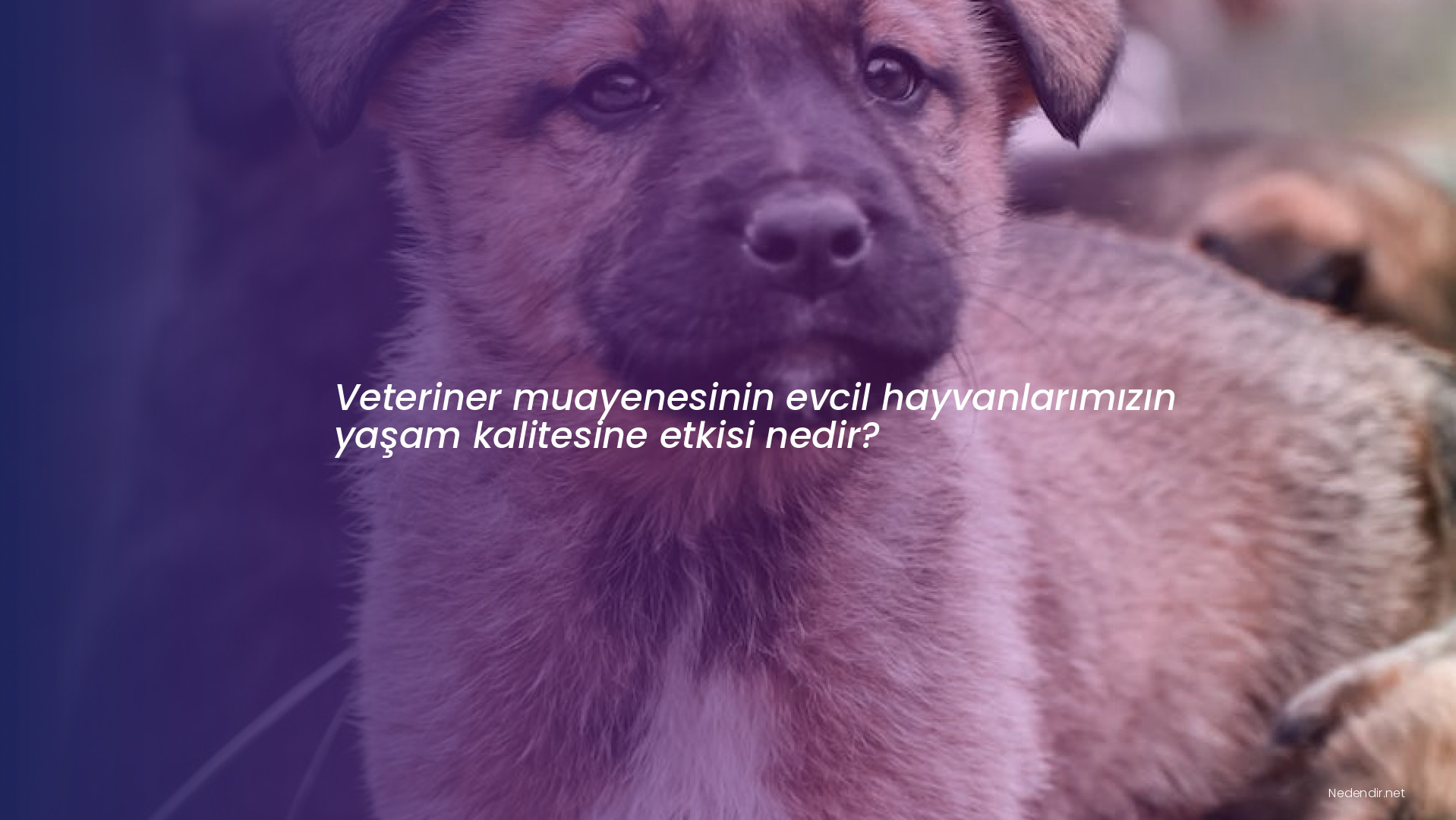 Veteriner muayenesinin evcil hayvanlarımızın yaşam kalitesine etkisi nedir?