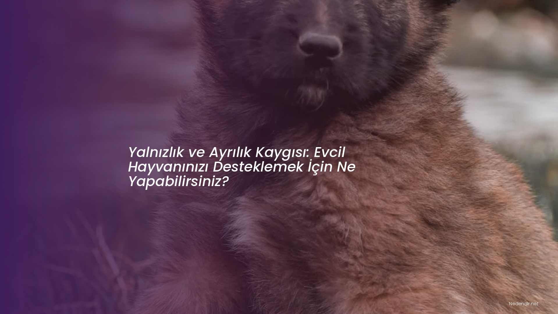 Yalnızlık ve Ayrılık Kaygısı: Evcil Hayvanınızı Desteklemek İçin Ne Yapabilirsiniz?