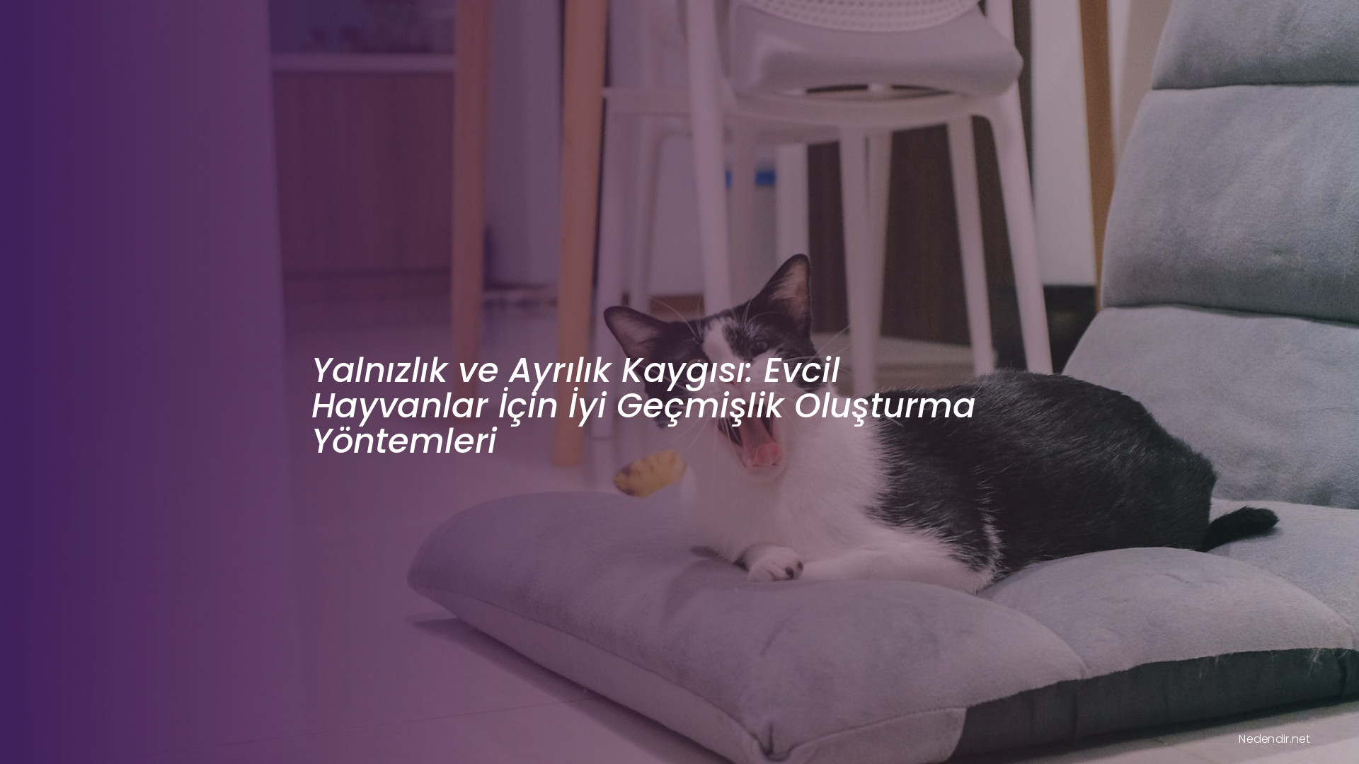 Yalnızlık ve Ayrılık Kaygısı: Evcil Hayvanlar İçin İyi Geçmişlik Oluşturma Yöntemleri