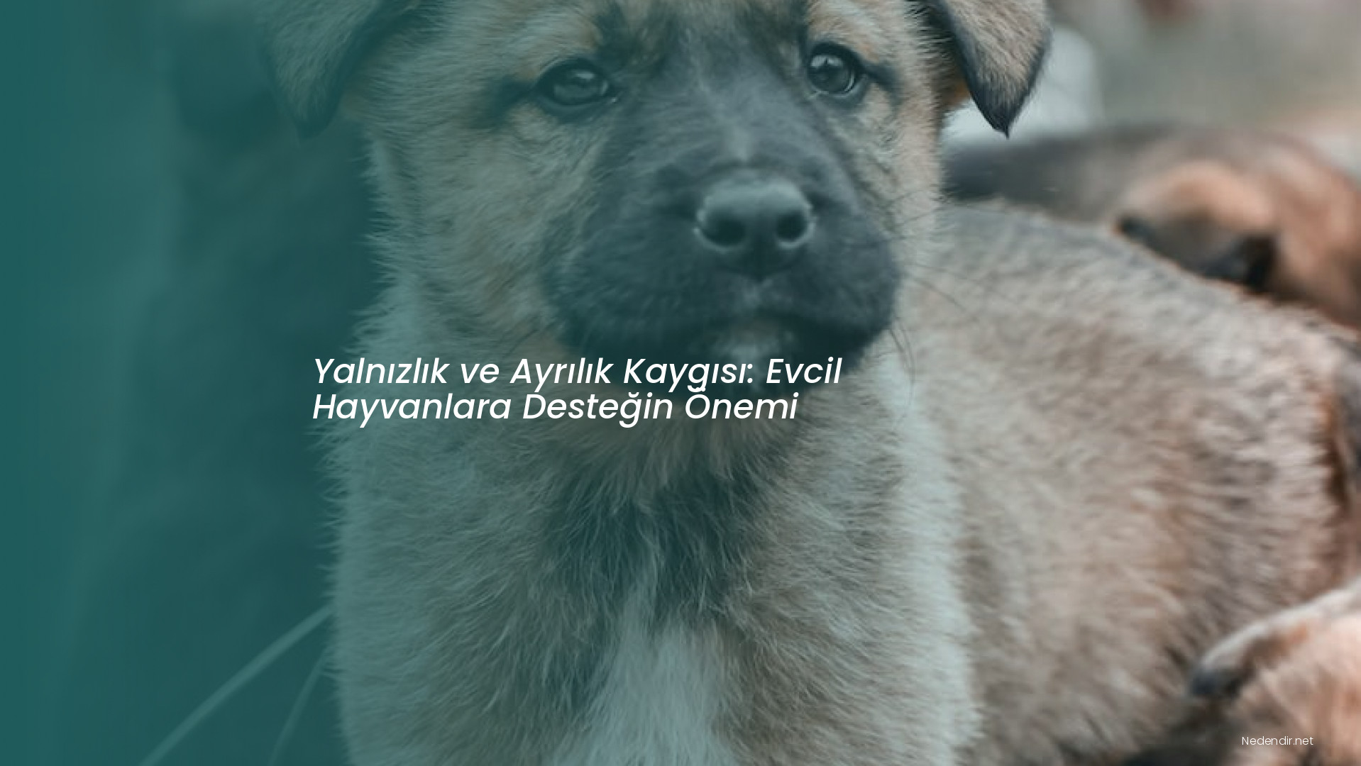 Yalnızlık ve Ayrılık Kaygısı: Evcil Hayvanlara Desteğin Önemi