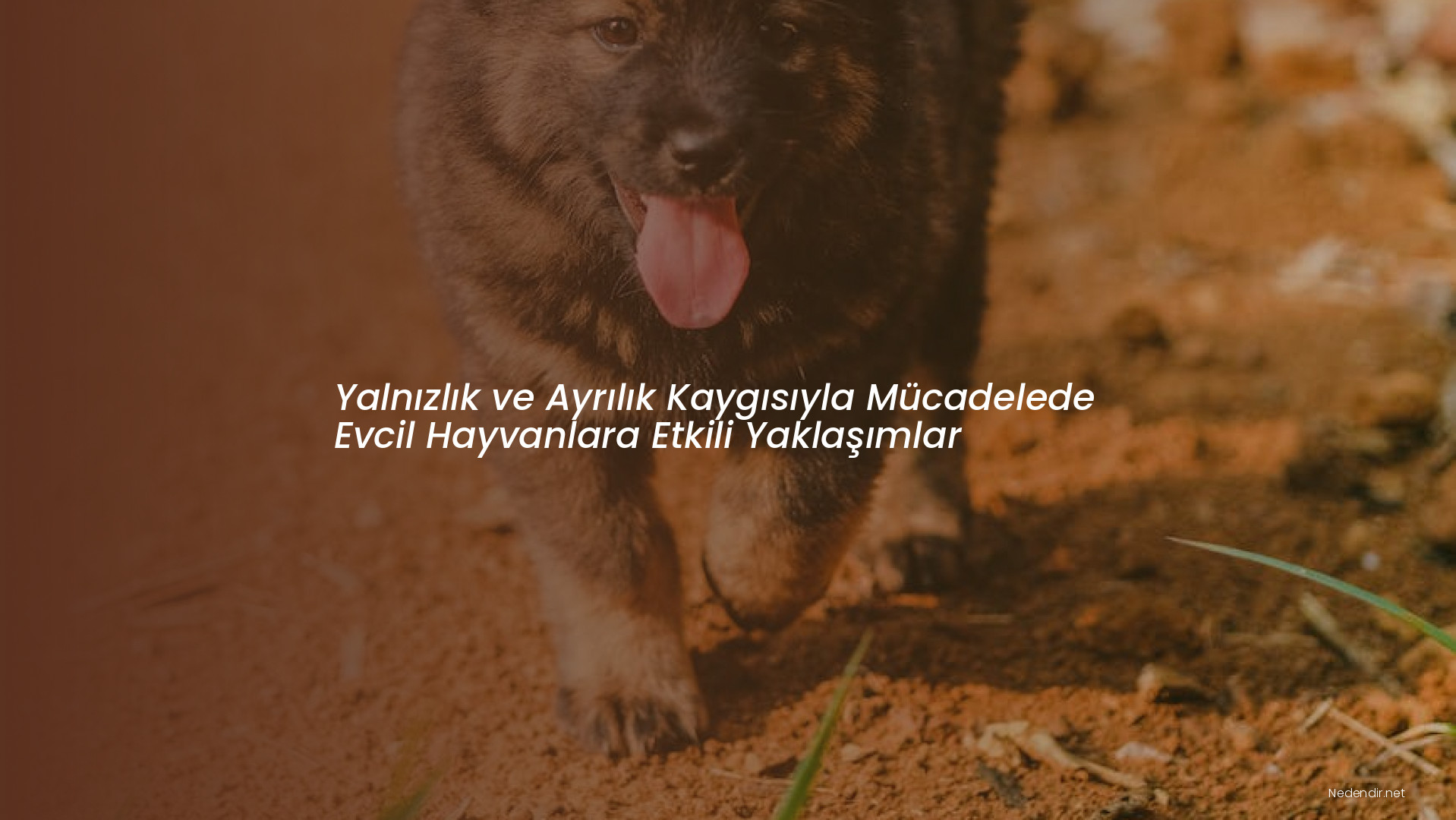 Yalnızlık ve Ayrılık Kaygısıyla Mücadelede Evcil Hayvanlara Etkili Yaklaşımlar