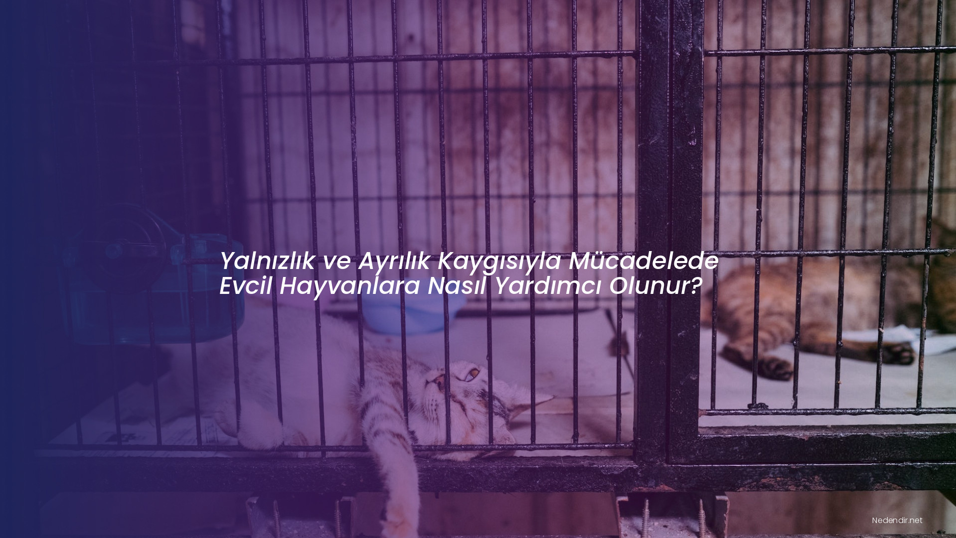Yalnızlık ve Ayrılık Kaygısıyla Mücadelede Evcil Hayvanlara Nasıl Yardımcı Olunur?