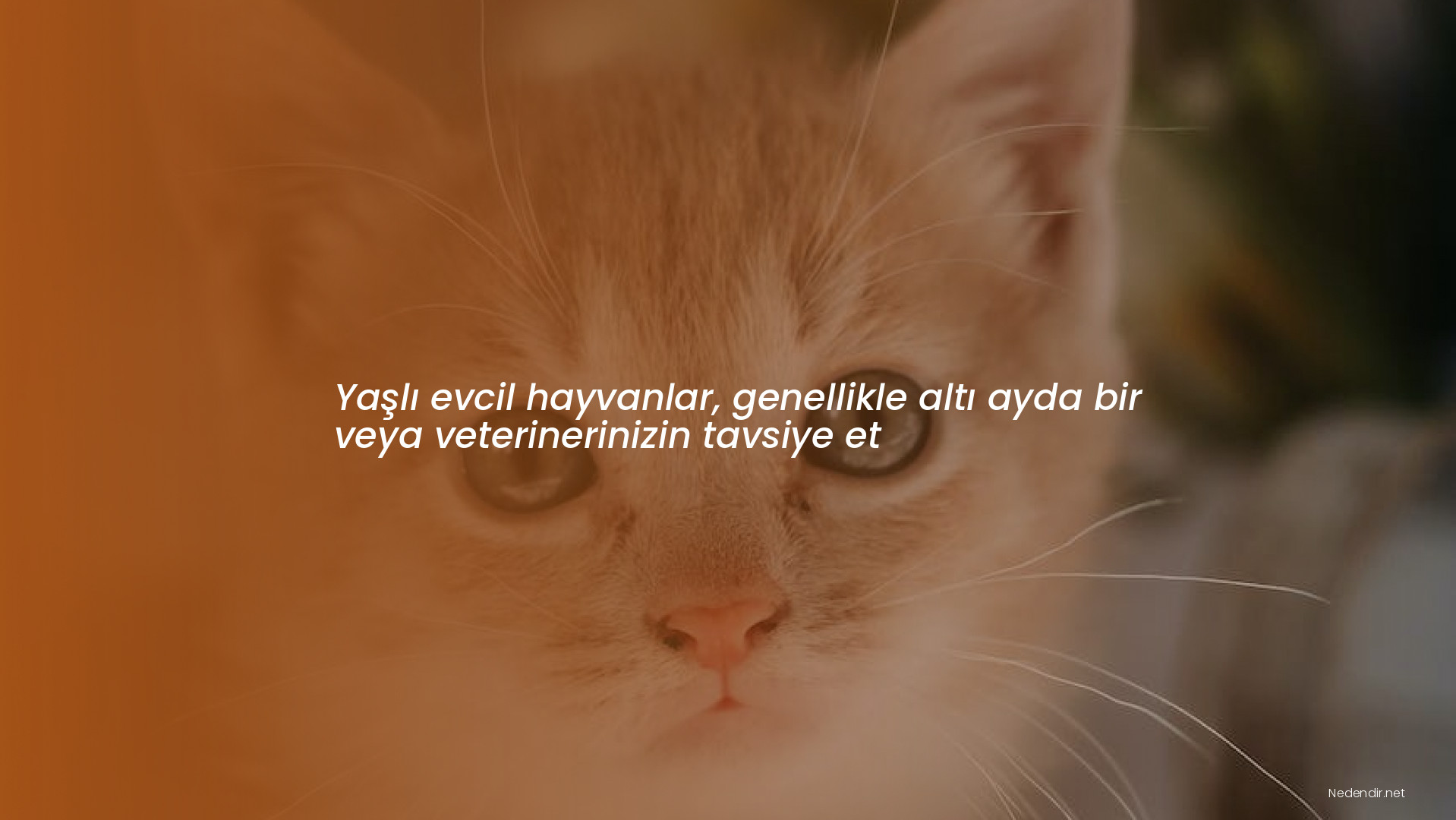 Yaşlı evcil hayvanlar, genellikle altı ayda bir veya veterinerinizin tavsiye et