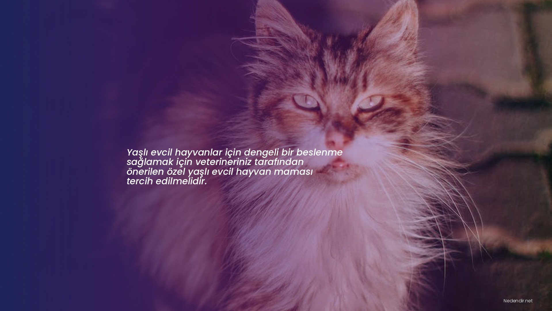 Yaşlı evcil hayvanlar için dengeli bir beslenme sağlamak için veterineriniz tarafından önerilen özel yaşlı evcil hayvan maması tercih edilmelidir.