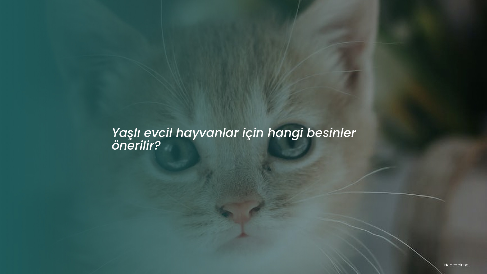 Yaşlı evcil hayvanlar için hangi besinler önerilir?