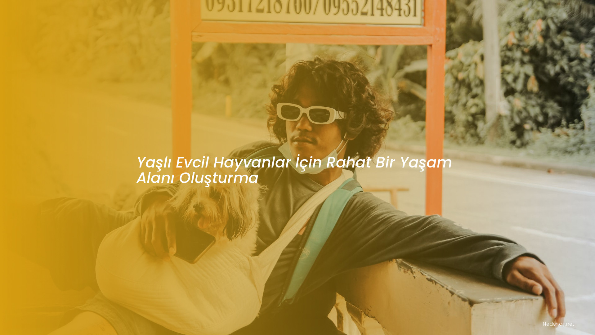 Yaşlı Evcil Hayvanlar İçin Rahat Bir Yaşam Alanı Oluşturma