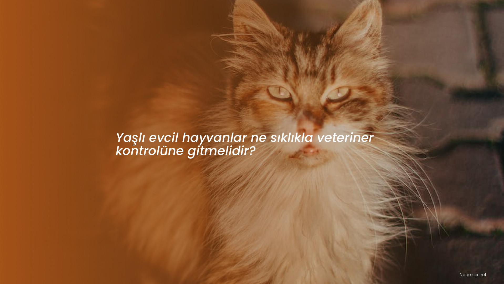 Yaşlı evcil hayvanlar ne sıklıkla veteriner kontrolüne gitmelidir?