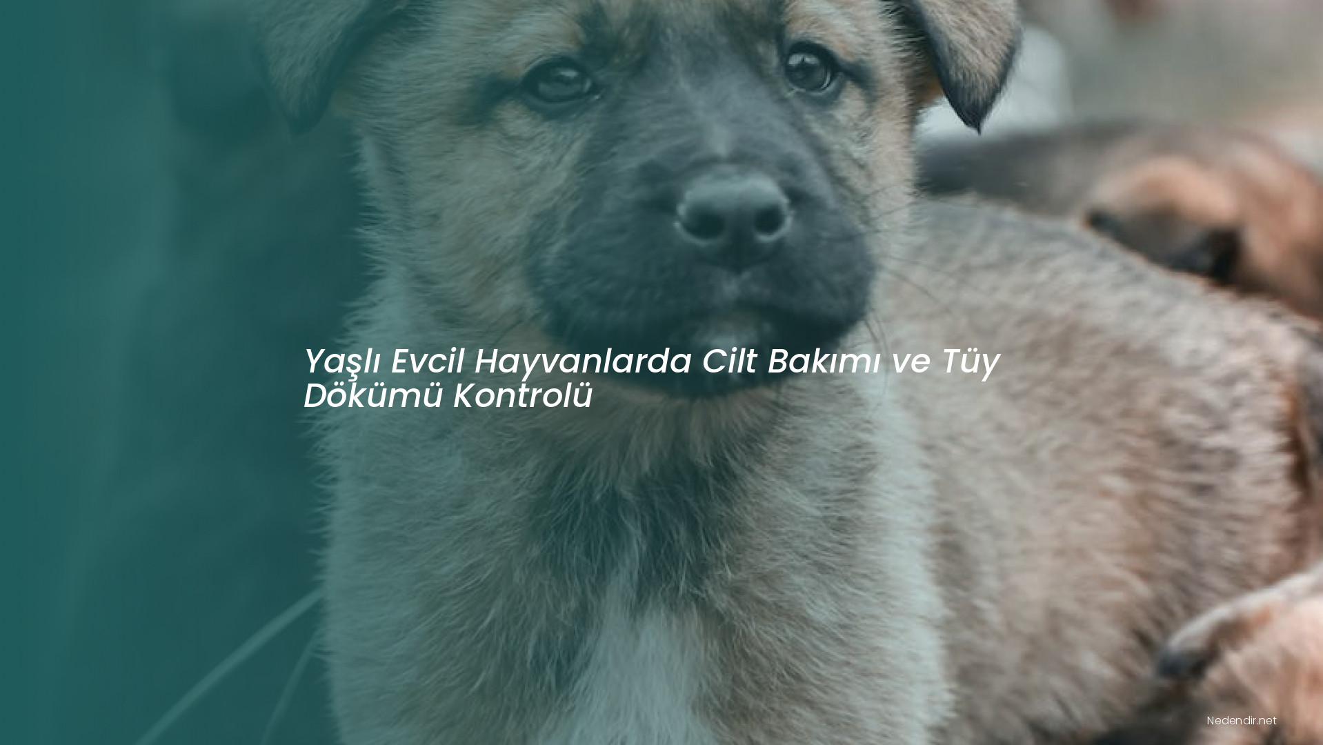 Yaşlı Evcil Hayvanlarda Cilt Bakımı ve Tüy Dökümü Kontrolü