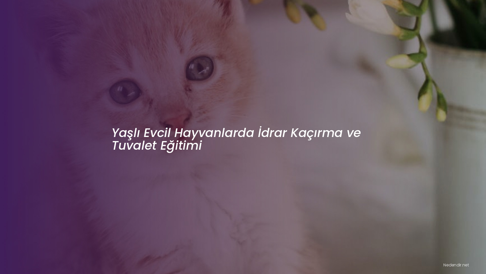 Yaşlı Evcil Hayvanlarda İdrar Kaçırma ve Tuvalet Eğitimi