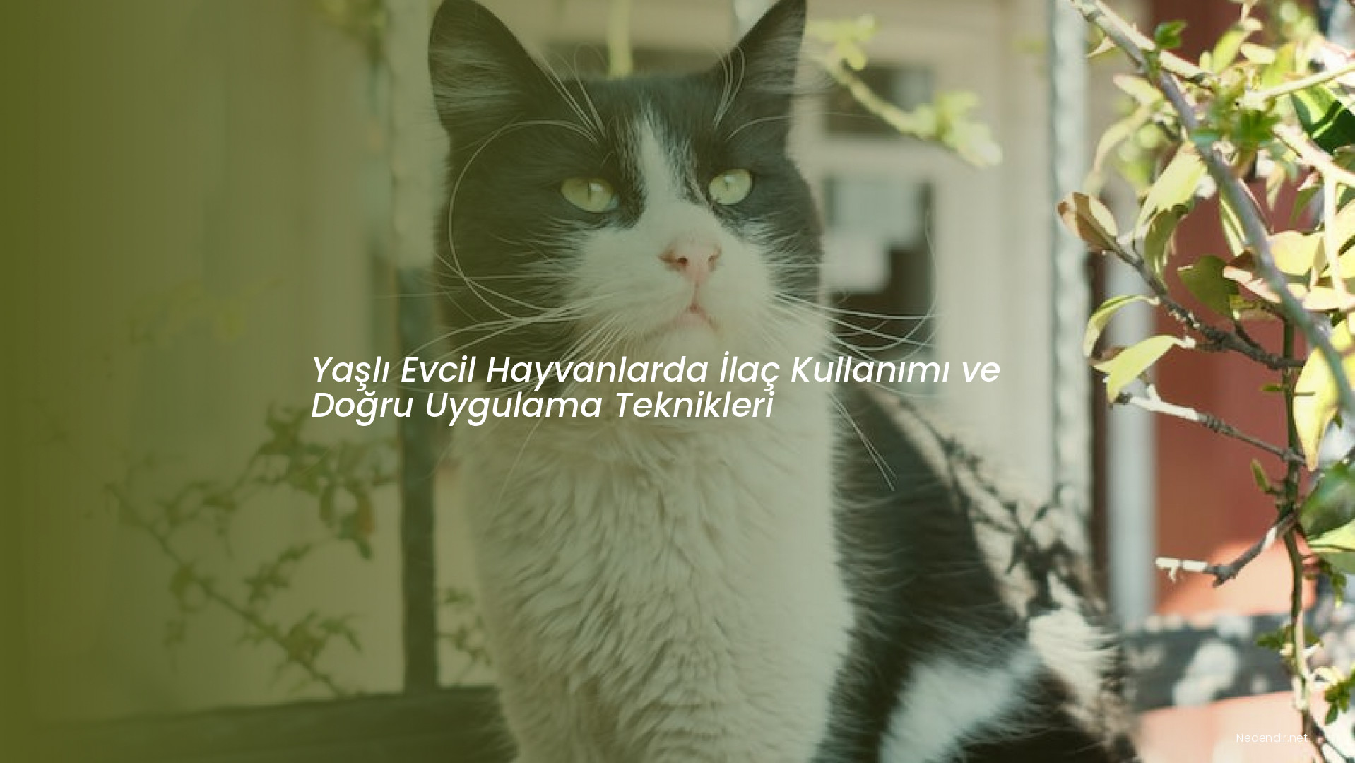 Yaşlı Evcil Hayvanlarda İlaç Kullanımı ve Doğru Uygulama Teknikleri