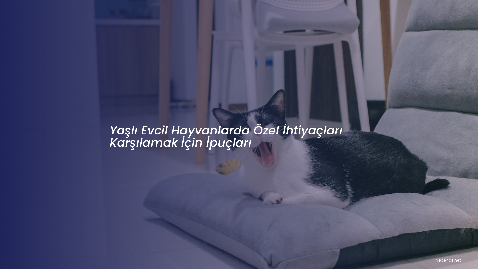 Yaşlı Evcil Hayvanlarda Özel İhtiyaçları Karşılamak İçin İpuçları