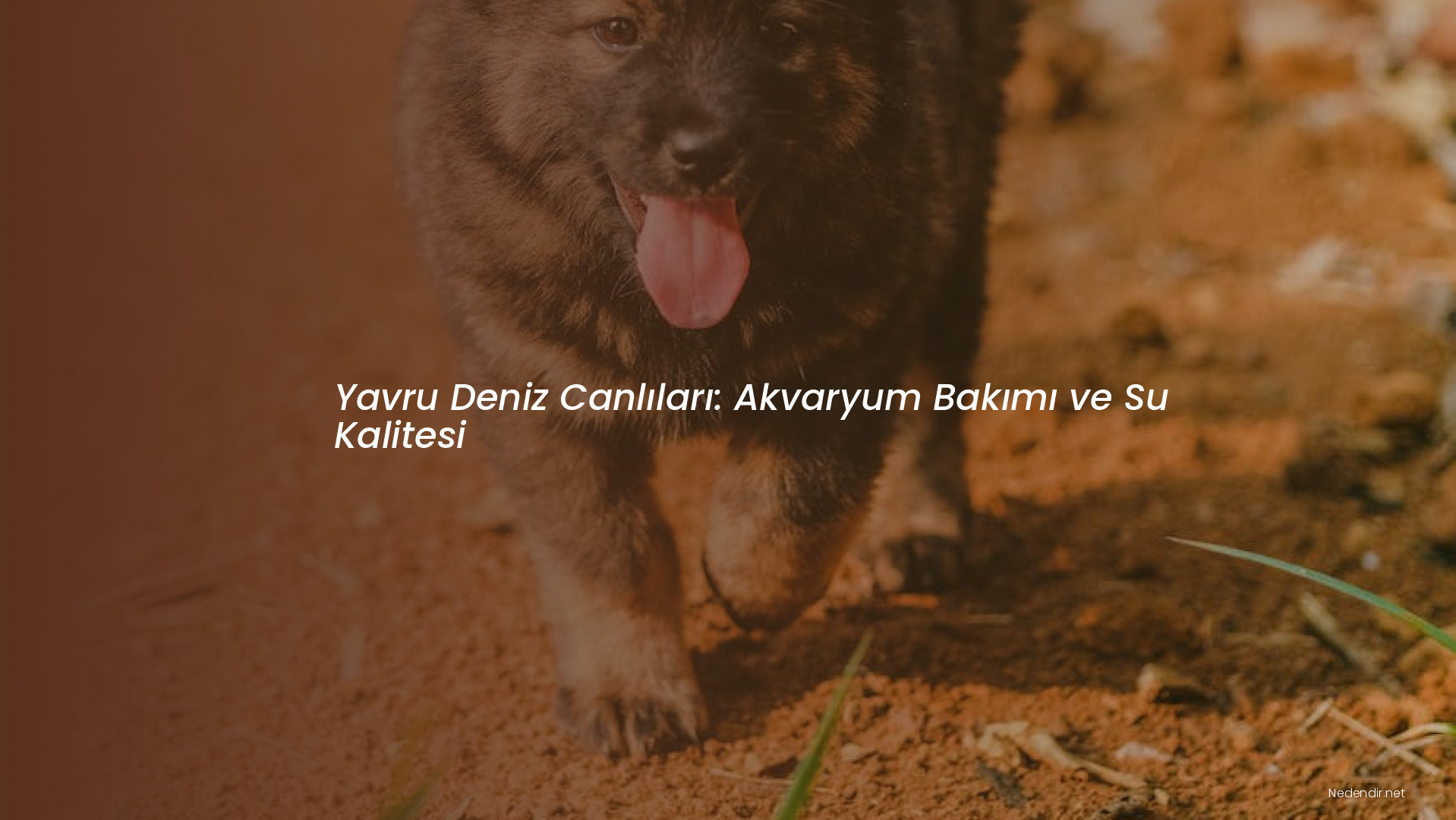 Yavru Deniz Canlıları: Akvaryum Bakımı ve Su Kalitesi