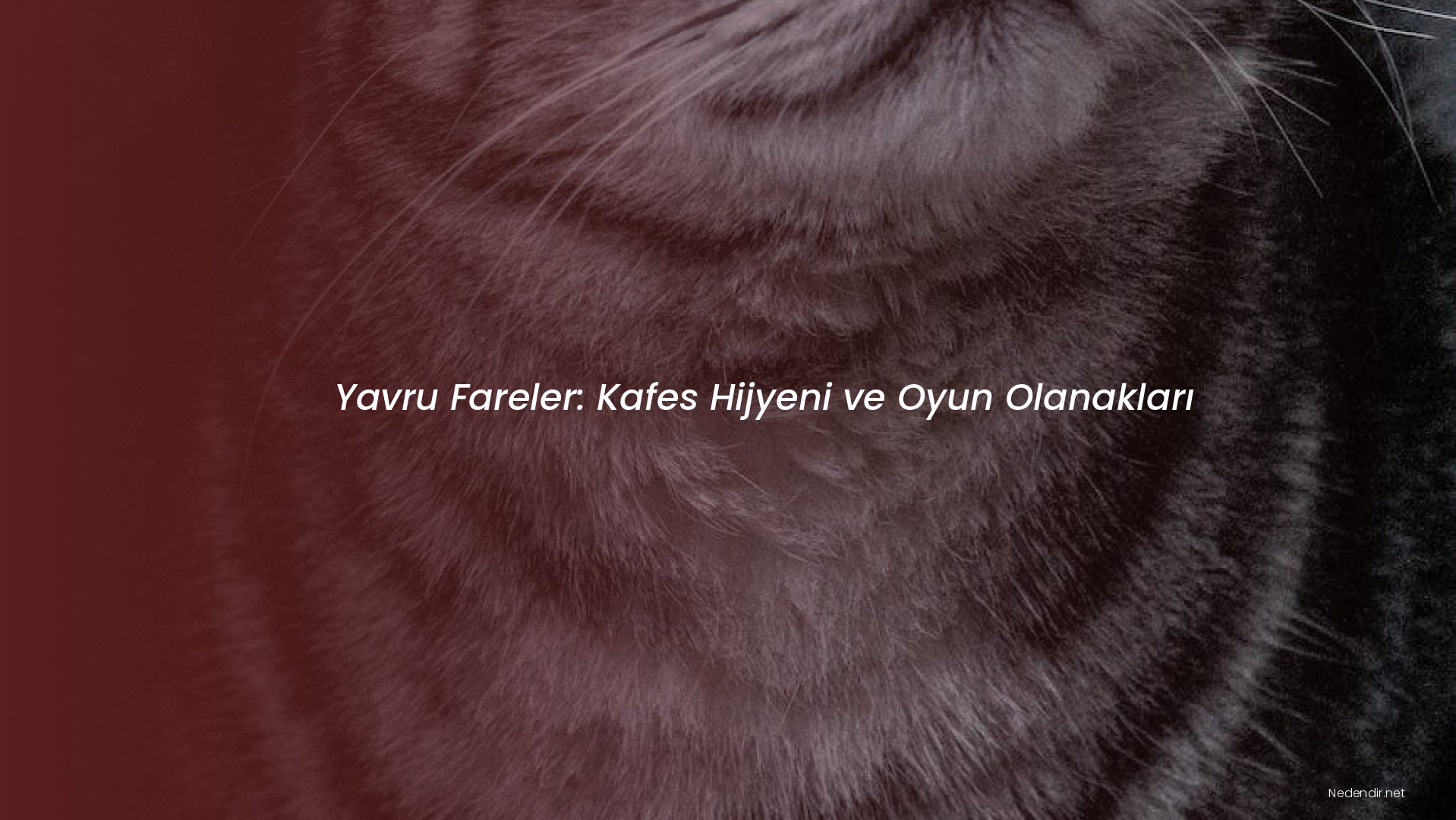 Yavru Fareler: Kafes Hijyeni ve Oyun Olanakları