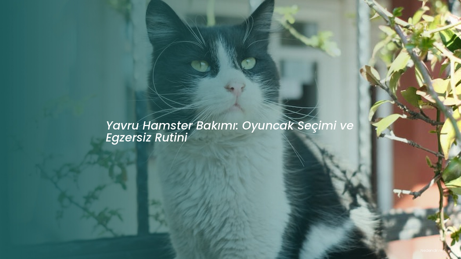 Yavru Hamster Bakımı: Oyuncak Seçimi ve Egzersiz Rutini