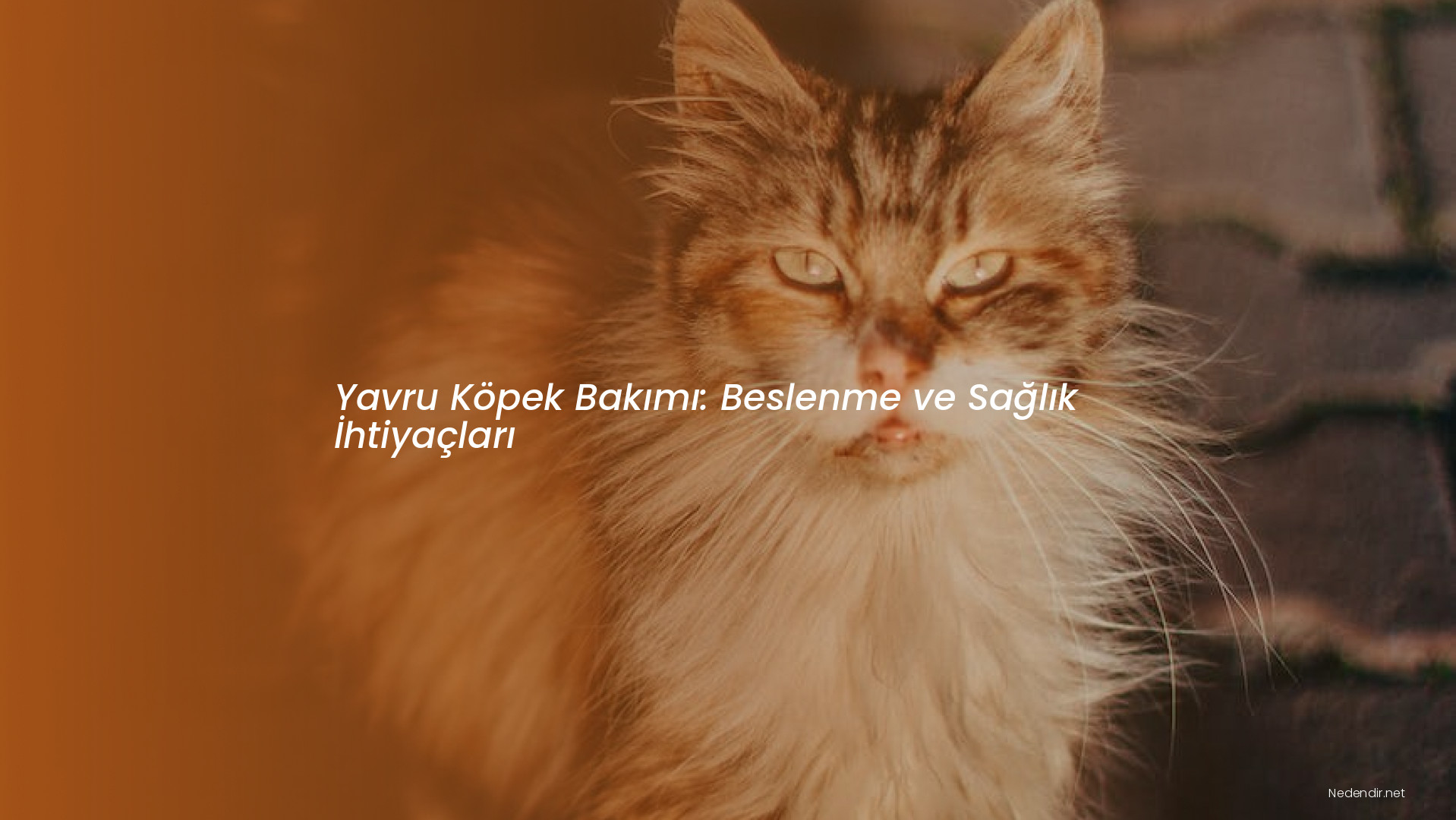 Yavru Köpek Bakımı: Beslenme ve Sağlık İhtiyaçları