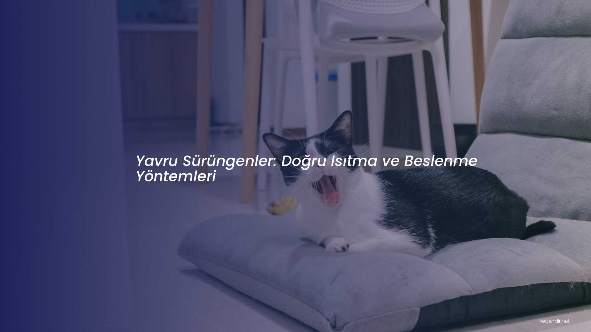 Yavru Sürüngenler: Doğru Isıtma ve Beslenme Yöntemleri