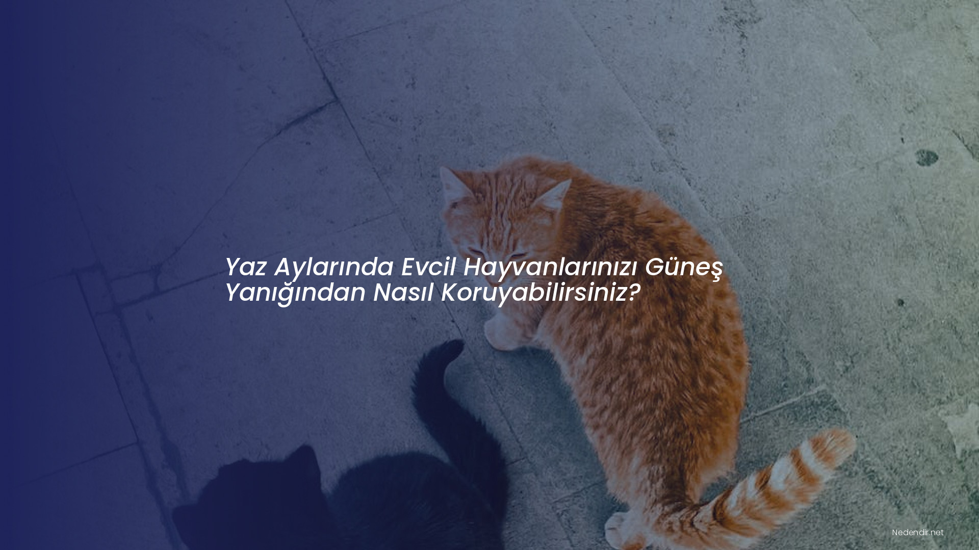 Yaz Aylarında Evcil Hayvanlarınızı Güneş Yanığından Nasıl Koruyabilirsiniz?