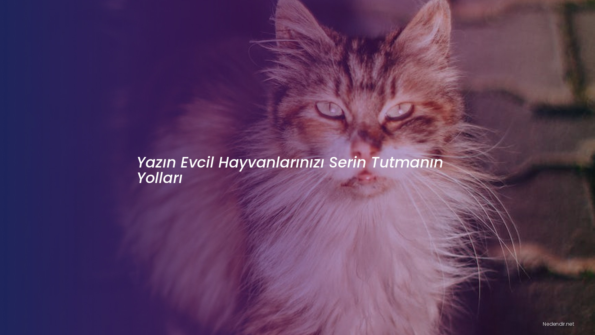Yazın Evcil Hayvanlarınızı Serin Tutmanın Yolları