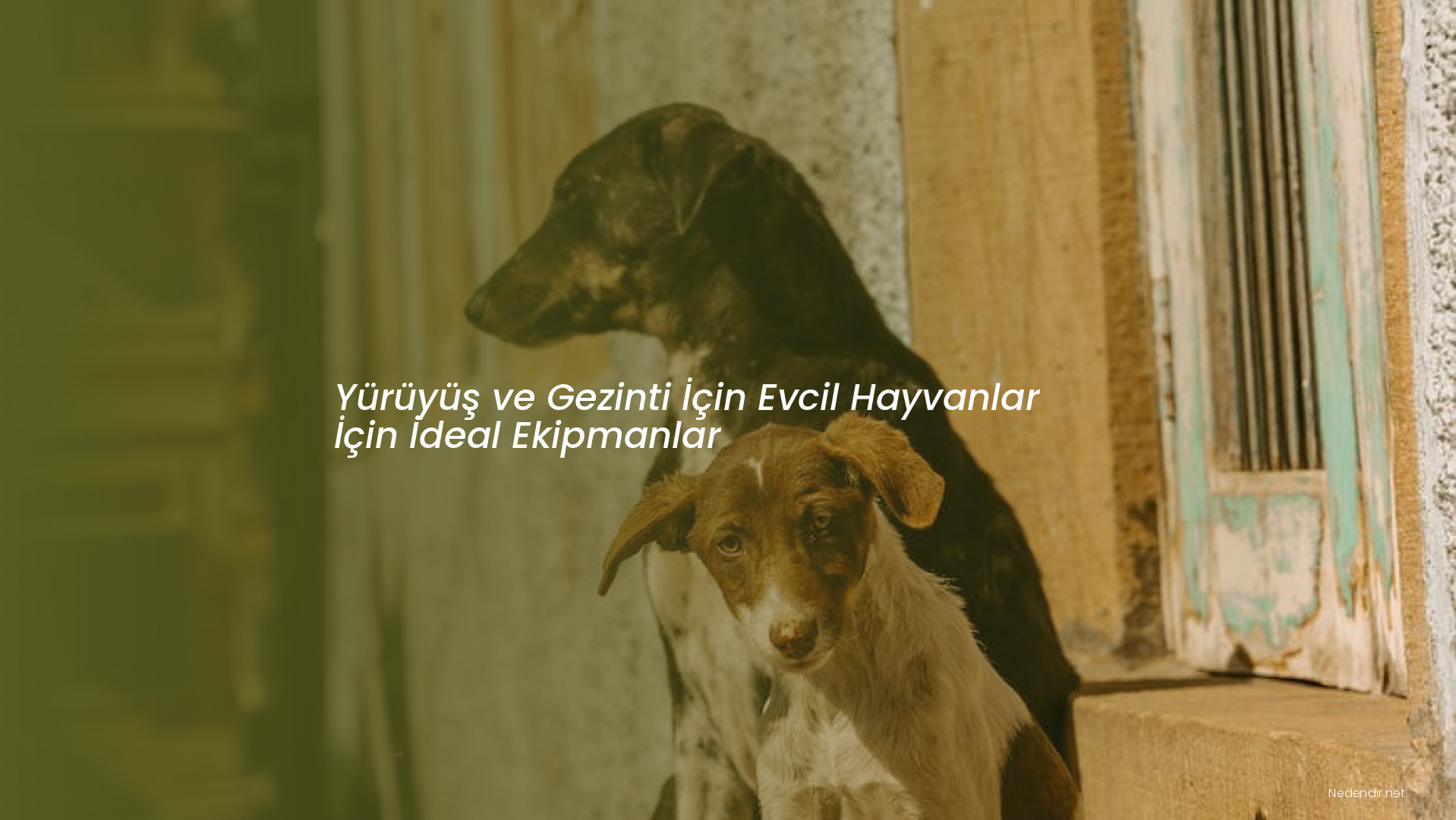 Yürüyüş ve Gezinti İçin Evcil Hayvanlar İçin İdeal Ekipmanlar