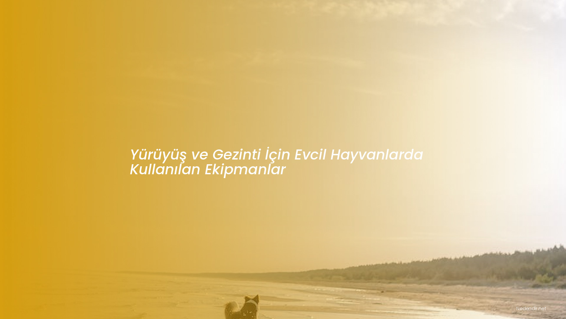 Yürüyüş ve Gezinti İçin Evcil Hayvanlarda Kullanılan Ekipmanlar